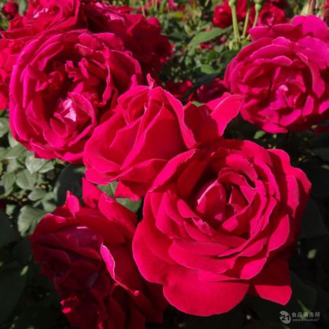 重瓣红玫瑰花粉日本进口