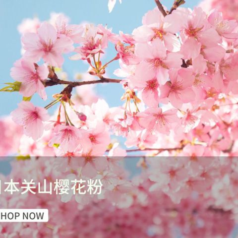关山樱花-日本进口