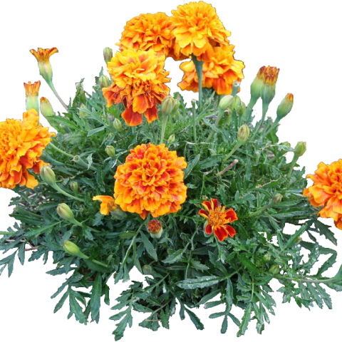 叶黄素脂（万寿菊花专利提取制备）——蓝光过滤器