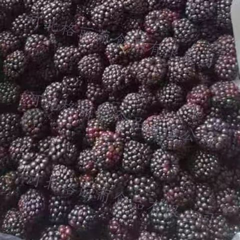 冷冻黑莓 速冻黑莓 烘焙用饮品用 规格可定制 工厂直发