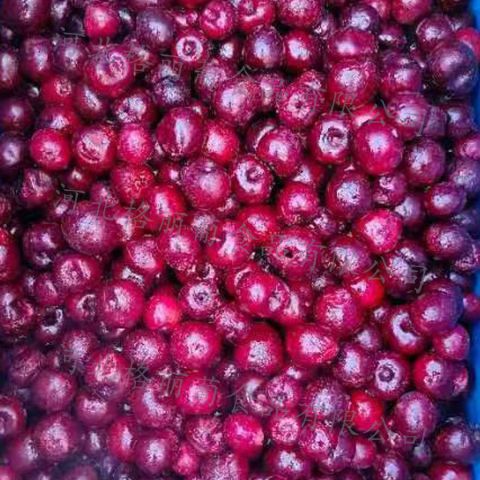 冷冻酸樱桃 速冻波兰进口酸樱桃 烘焙水果食材 餐厅用 饮品用 工厂直发