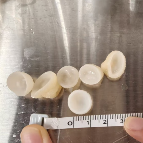小碗状玉耳