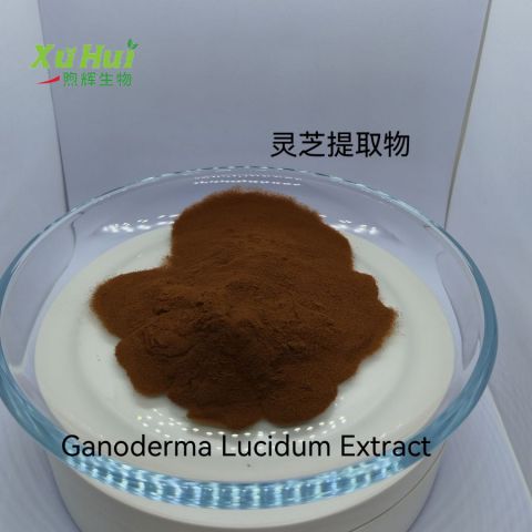 灵芝提取物  赤芝