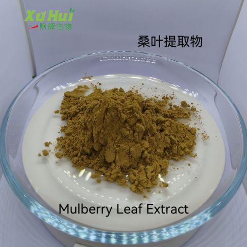 桑叶 DNJ 桑叶提取物